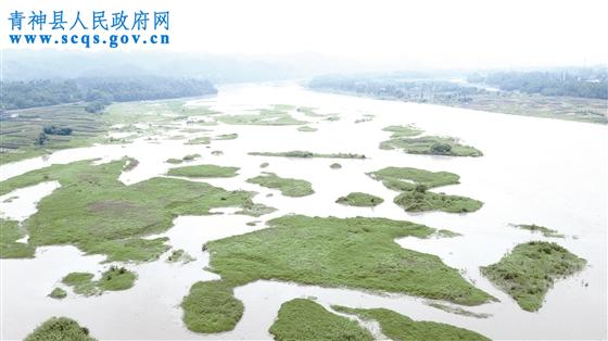 岷江青神段水质大有改善。