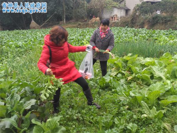 工作人员在田间随机采样